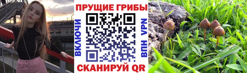 Псилоцибиновые грибы Psilocybine cubensis  Кимры 
